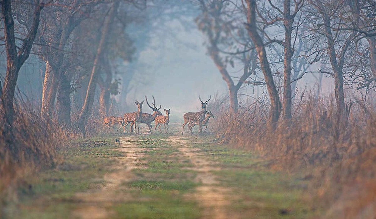 GK Quiz on National Parks of India:  क्या आप इस राष्ट्रीय उद्यान की चुनौती को जीत सकते हैं?