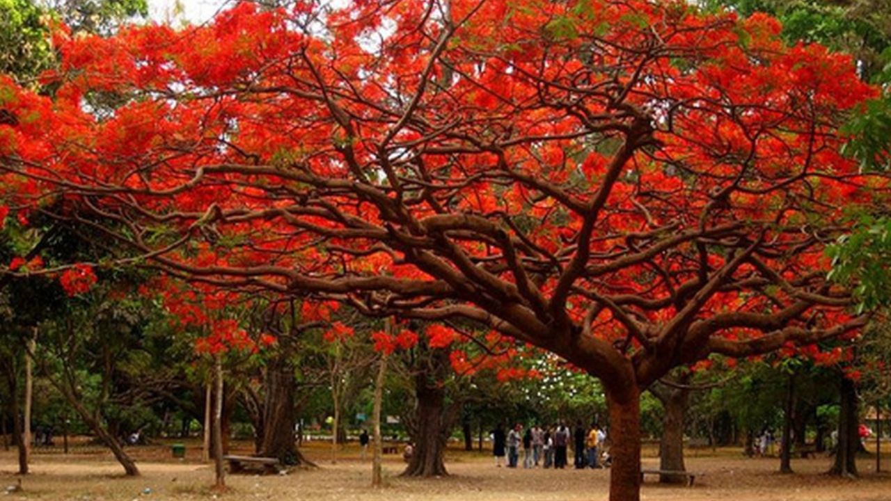 GK Quiz Trees of India: विविधता और महत्व