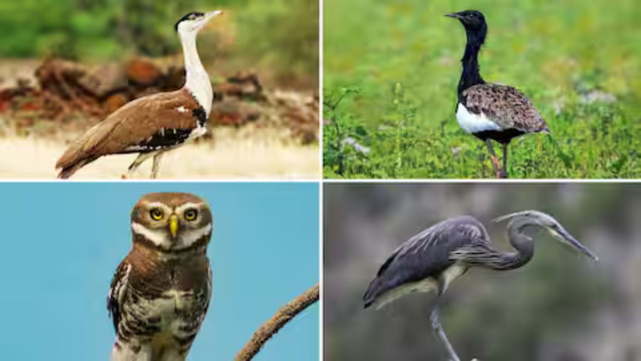 GK Quiz on Birds of India: क्या आप भारतीय पक्षियों को जानते हैं? हमारा जीके क्विज खेलें!