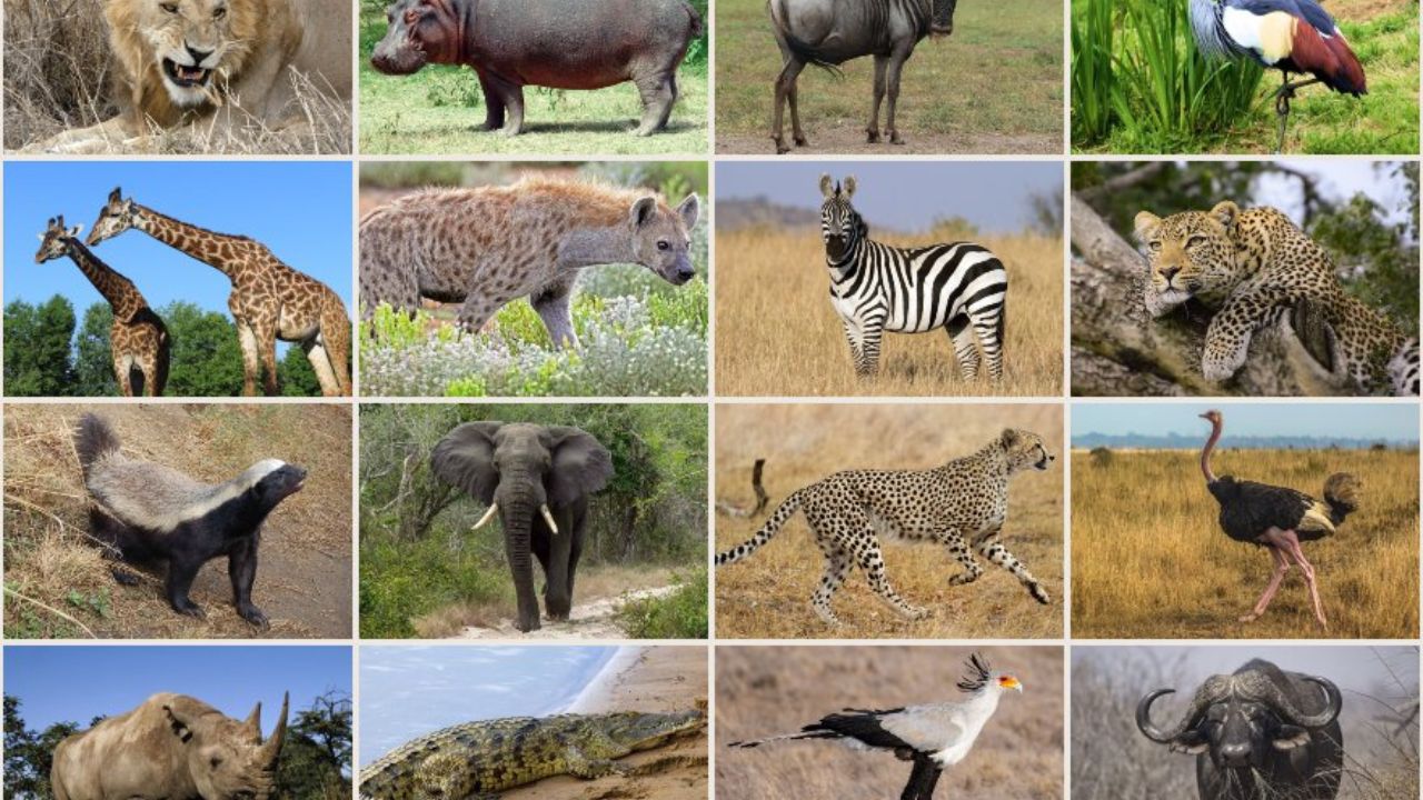 Animal GK Quiz: आपकी जानवरों की जानकारी कितनी तेज है? इस क्विज़ से पता करें!