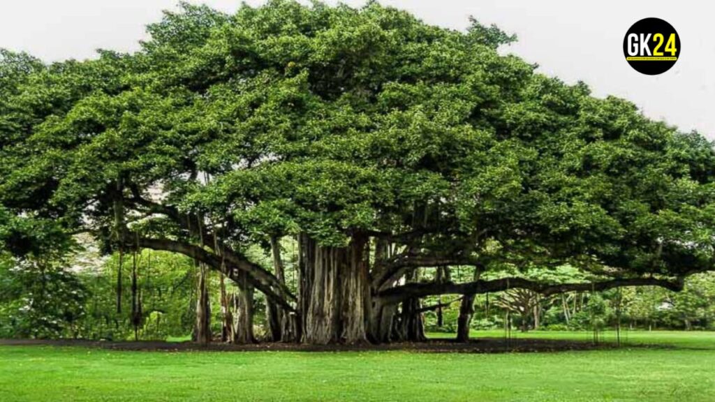 GK Quiz Trees of India: विविधता और महत्व