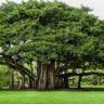 GK Quiz Trees of India: विविधता और महत्व