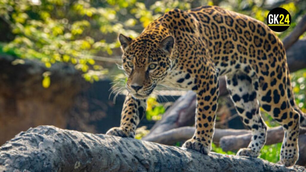 International Jaguar Day 2024: जानें दुनिया भर में जगुआर संरक्षण इकाइयों के बारे में