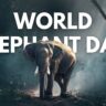 World Elephant Day: हाथी की सुरक्षा क्यों जरूरी? विश्व हाथी दिवस पर जानिए इसके जंगल के महत्व को