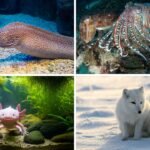 Animal superpowers: जानवरों की असाधारण शक्तियां जो विज्ञान को भी चौंका दें, देखें अद्भुत सुपरपावर